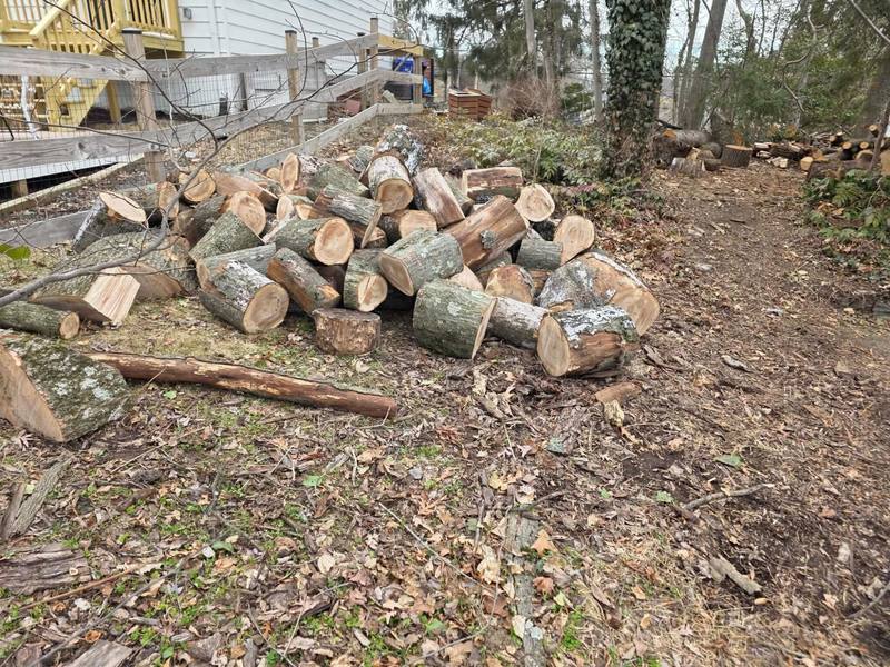 Hardwood rounds dropped at a firewood business's site