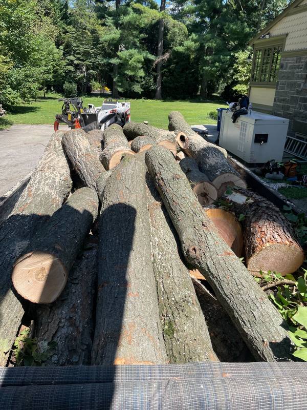 Long logs strapped on a trailer