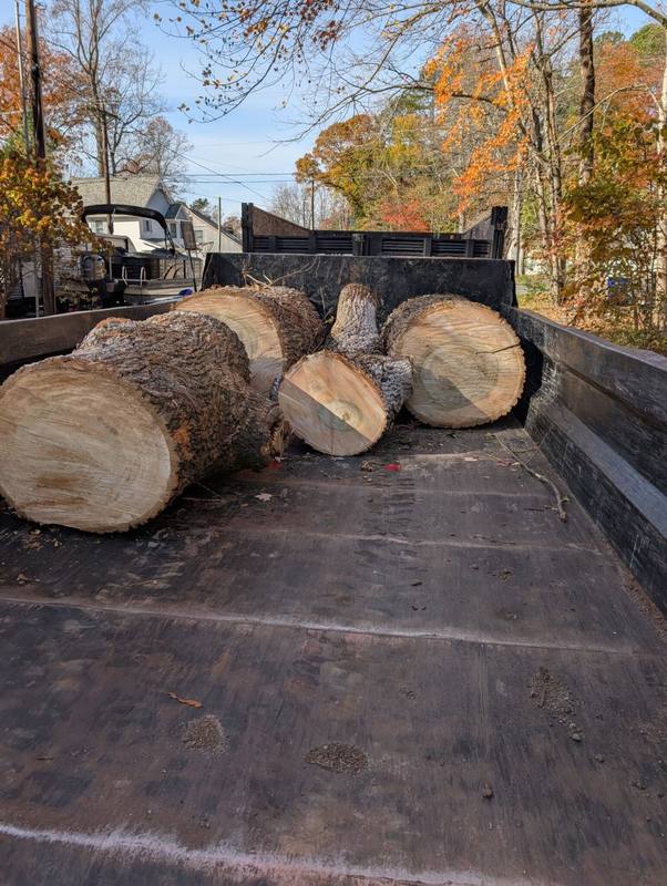 Log rounds in the bed of a dump truck ready to unload