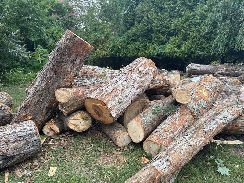 Logs stacked at a firewood yard