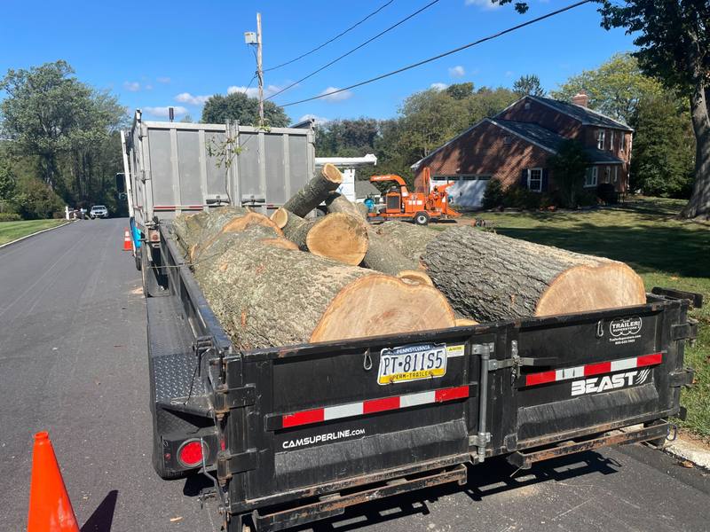 Large-diameter hardwood logs on a trailer